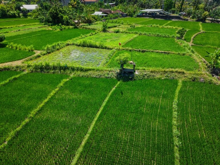 Aerial view of green agricultural fields