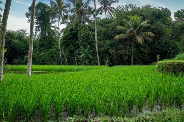 Green paddy fields with palm trees